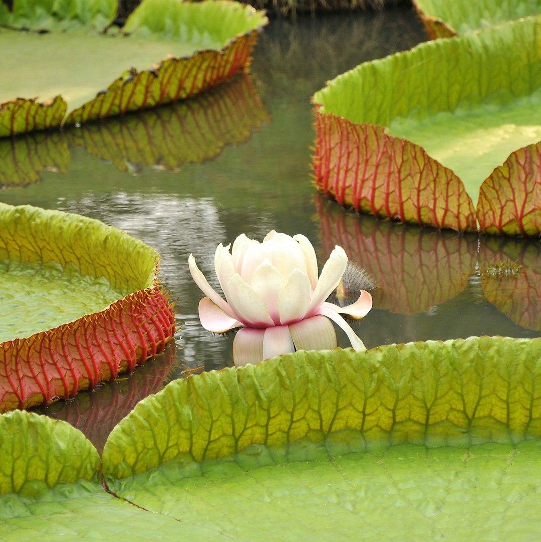 Victoria amazonica