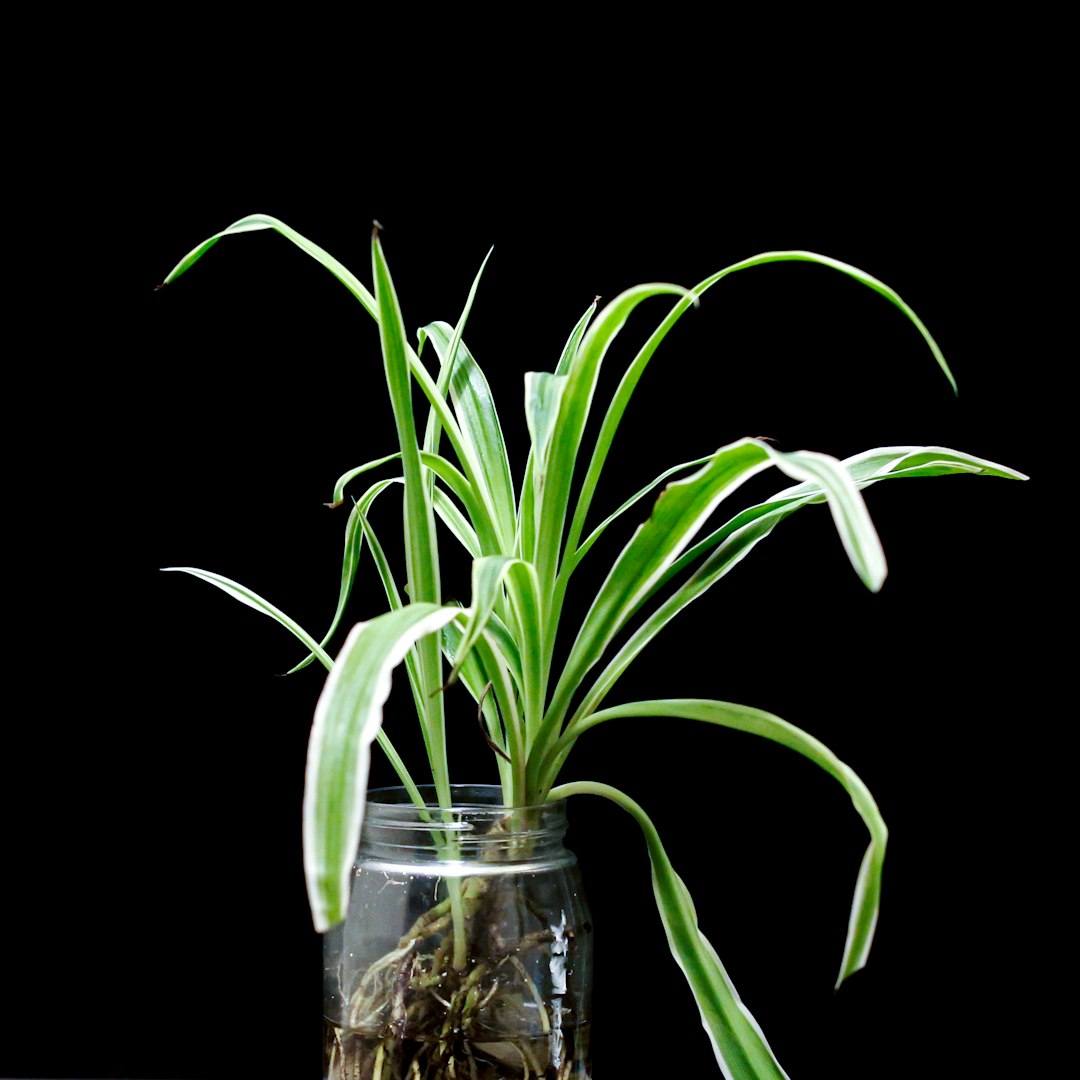 Typha