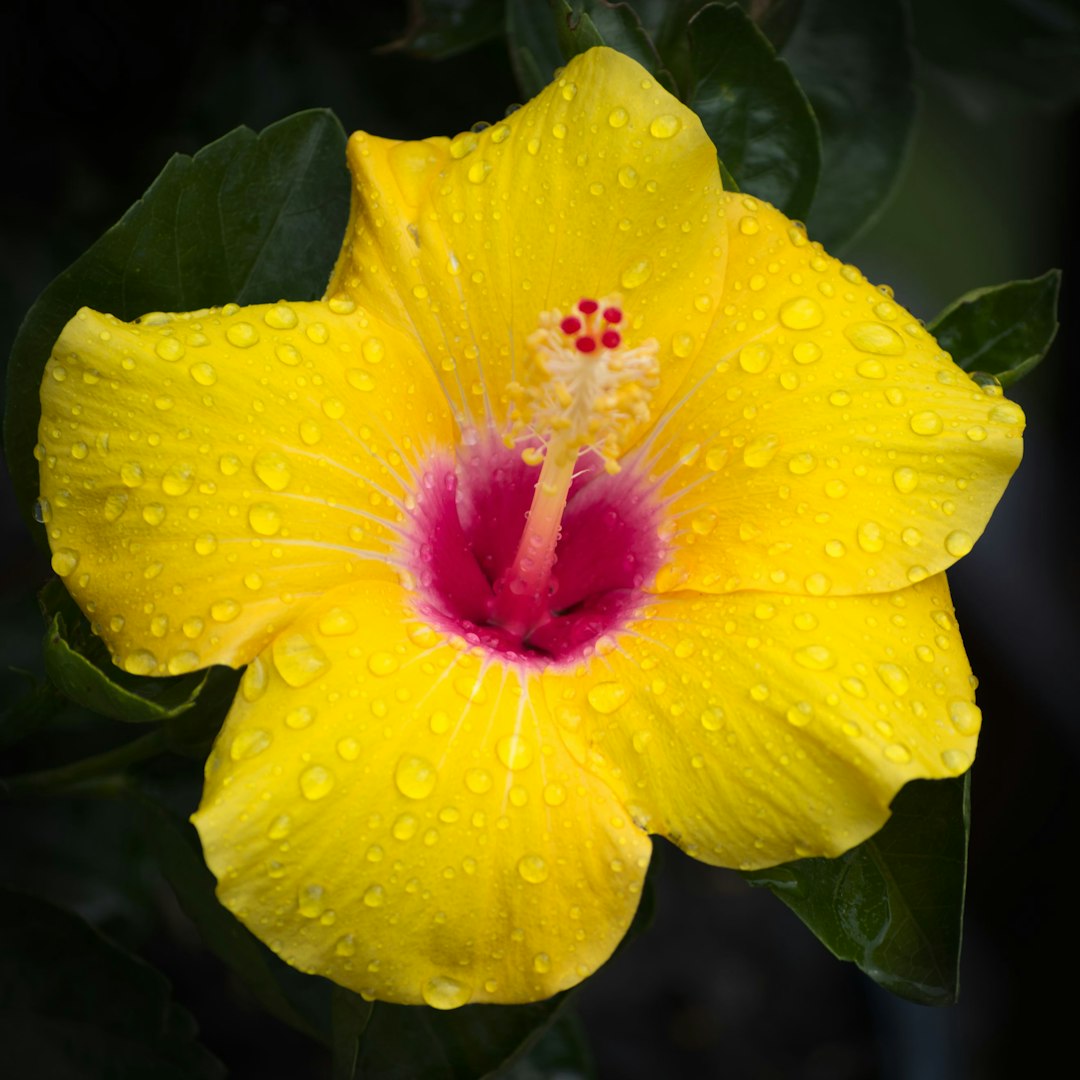 Alamanda jaune