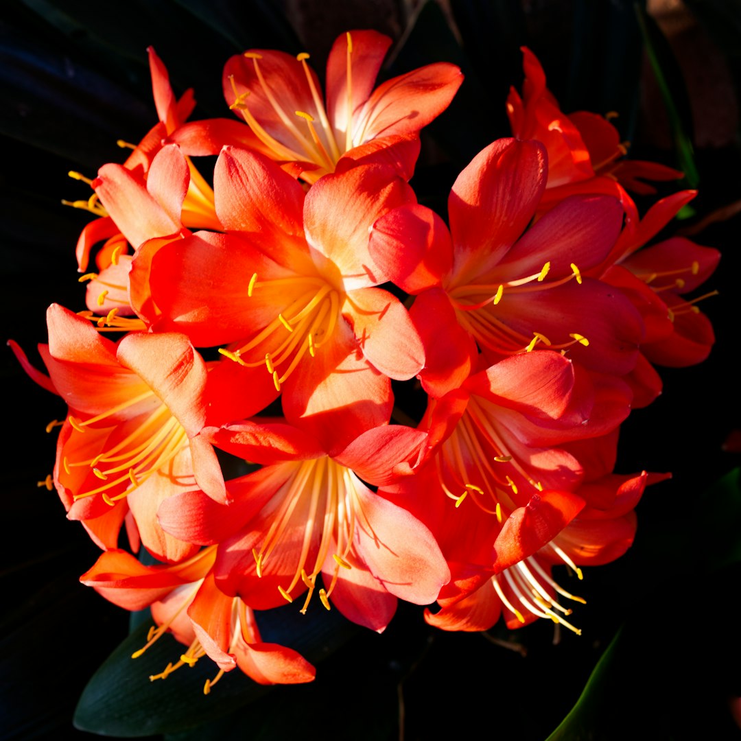 Clivia orange