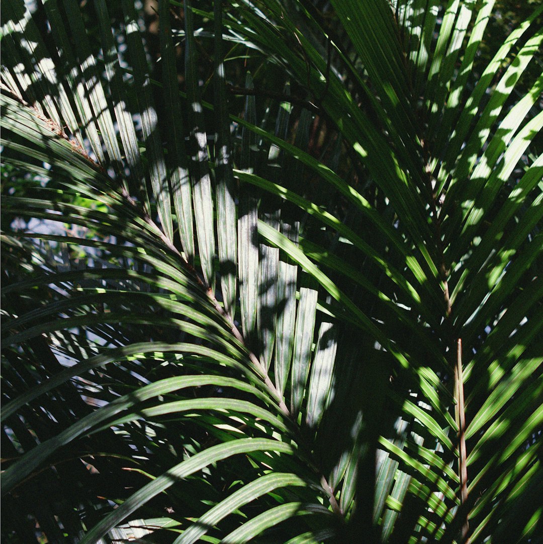 Dypsis jaune