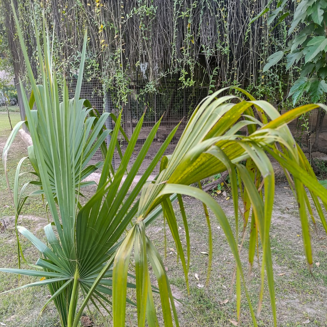 Bismarckia