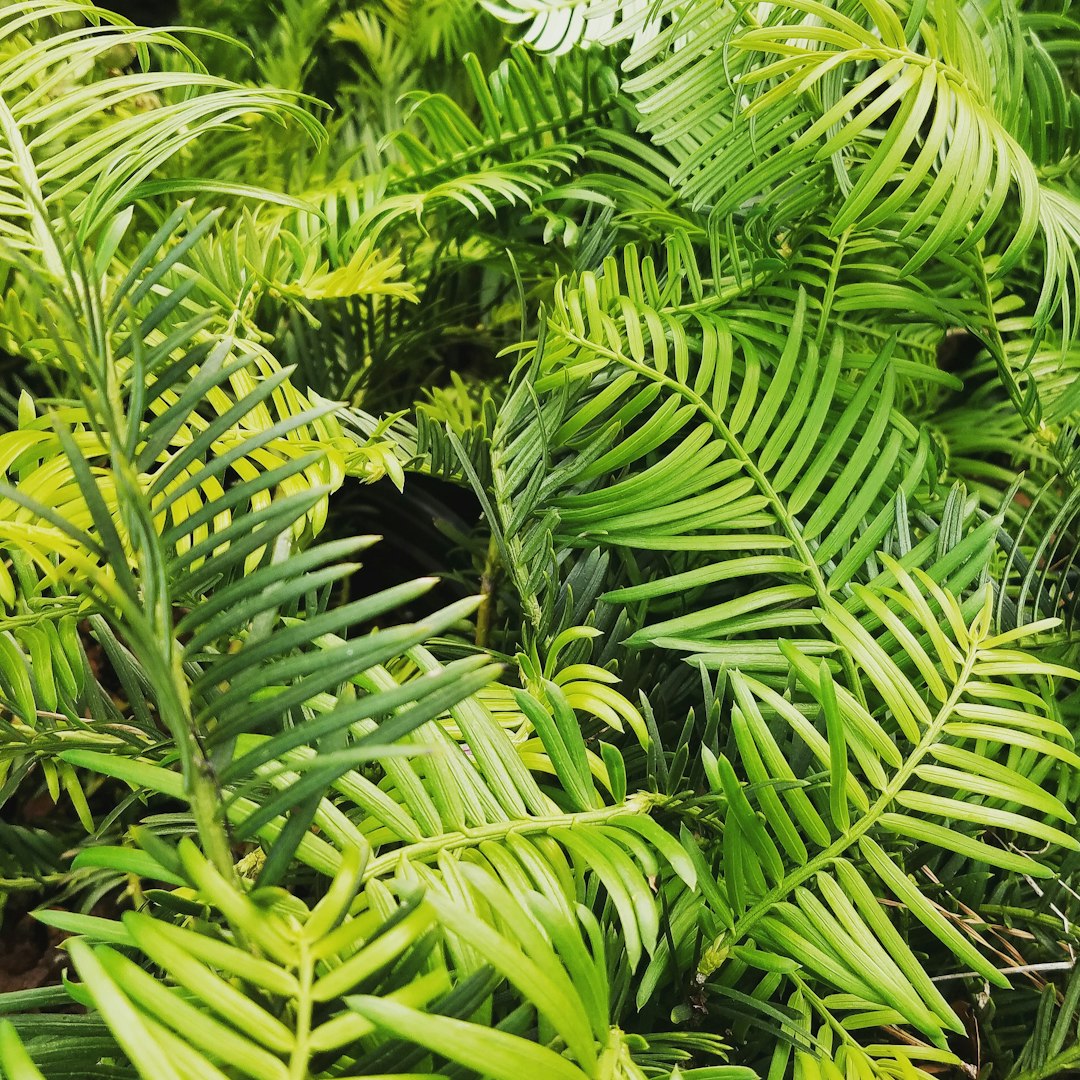 Chamaedorea