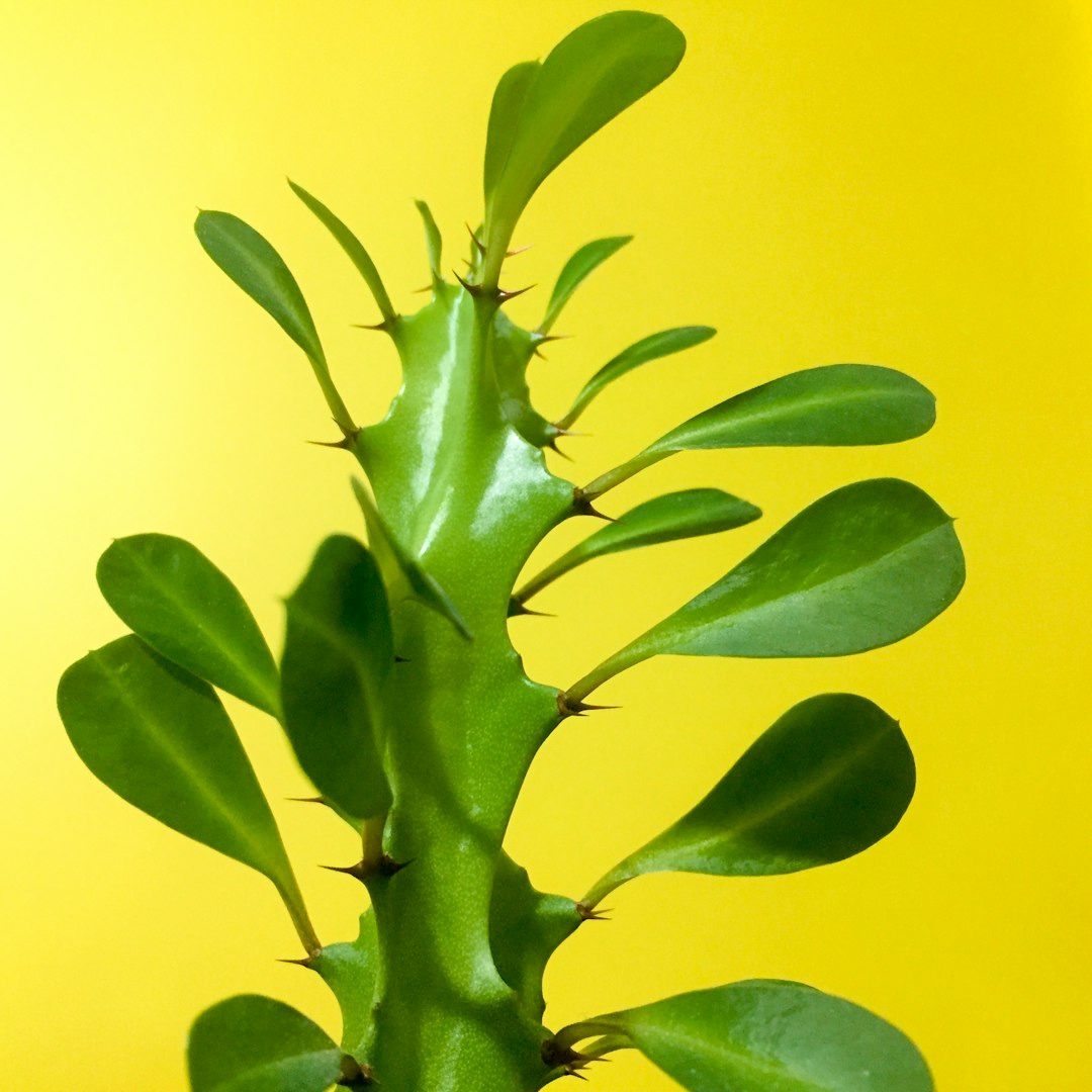 Euphorbe tirucalli