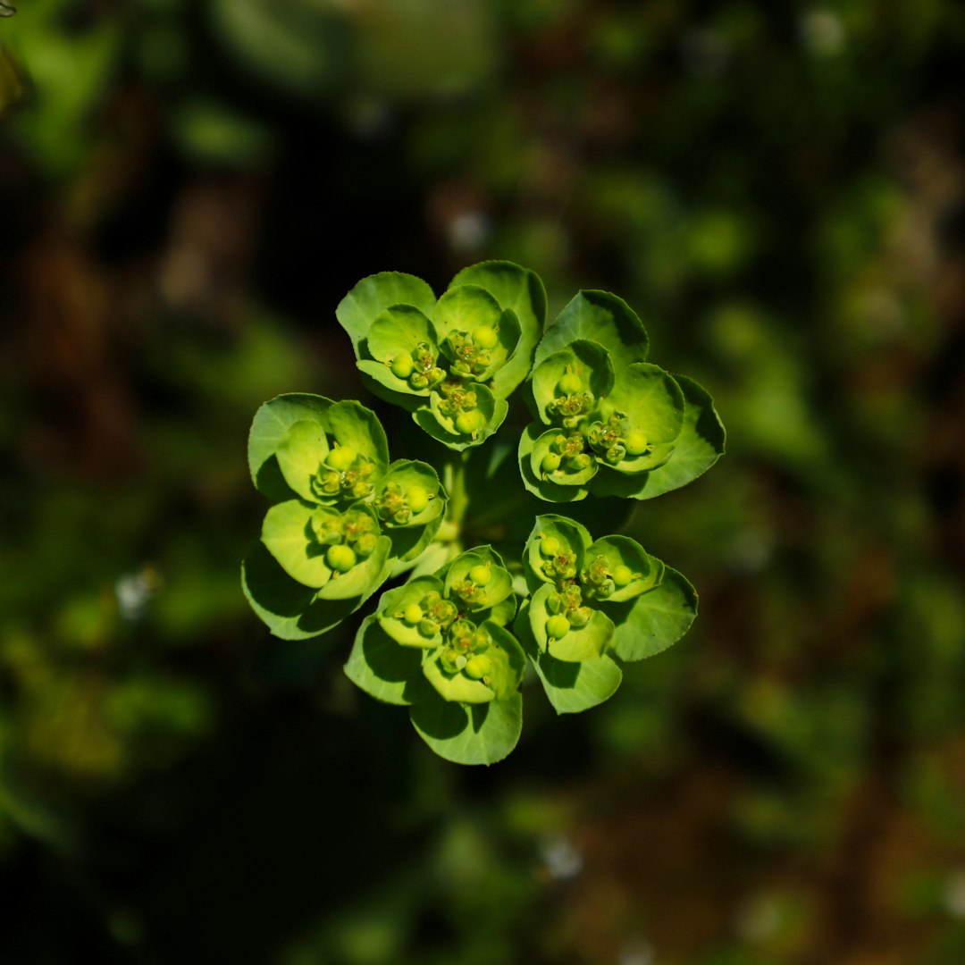 Euphorbe flanaganii