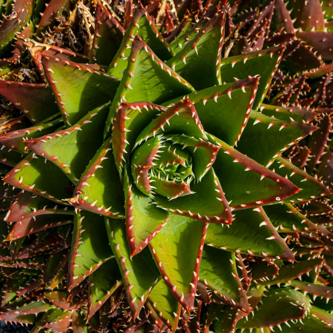 Aloe speciosa