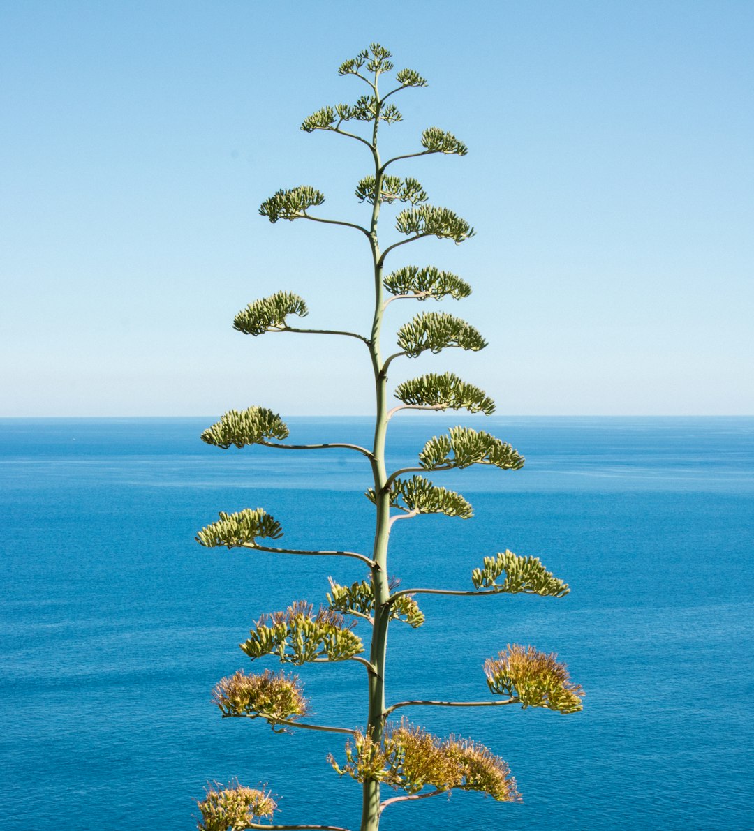Aloe dichotoma