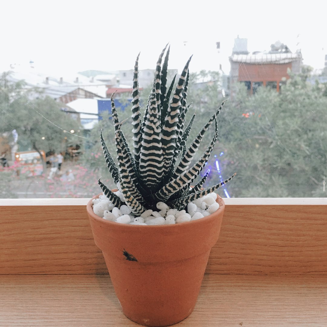 Haworthia attenuata
