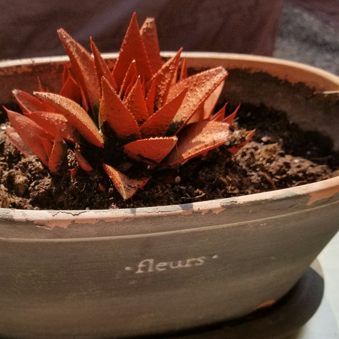 Haworthia limifolia