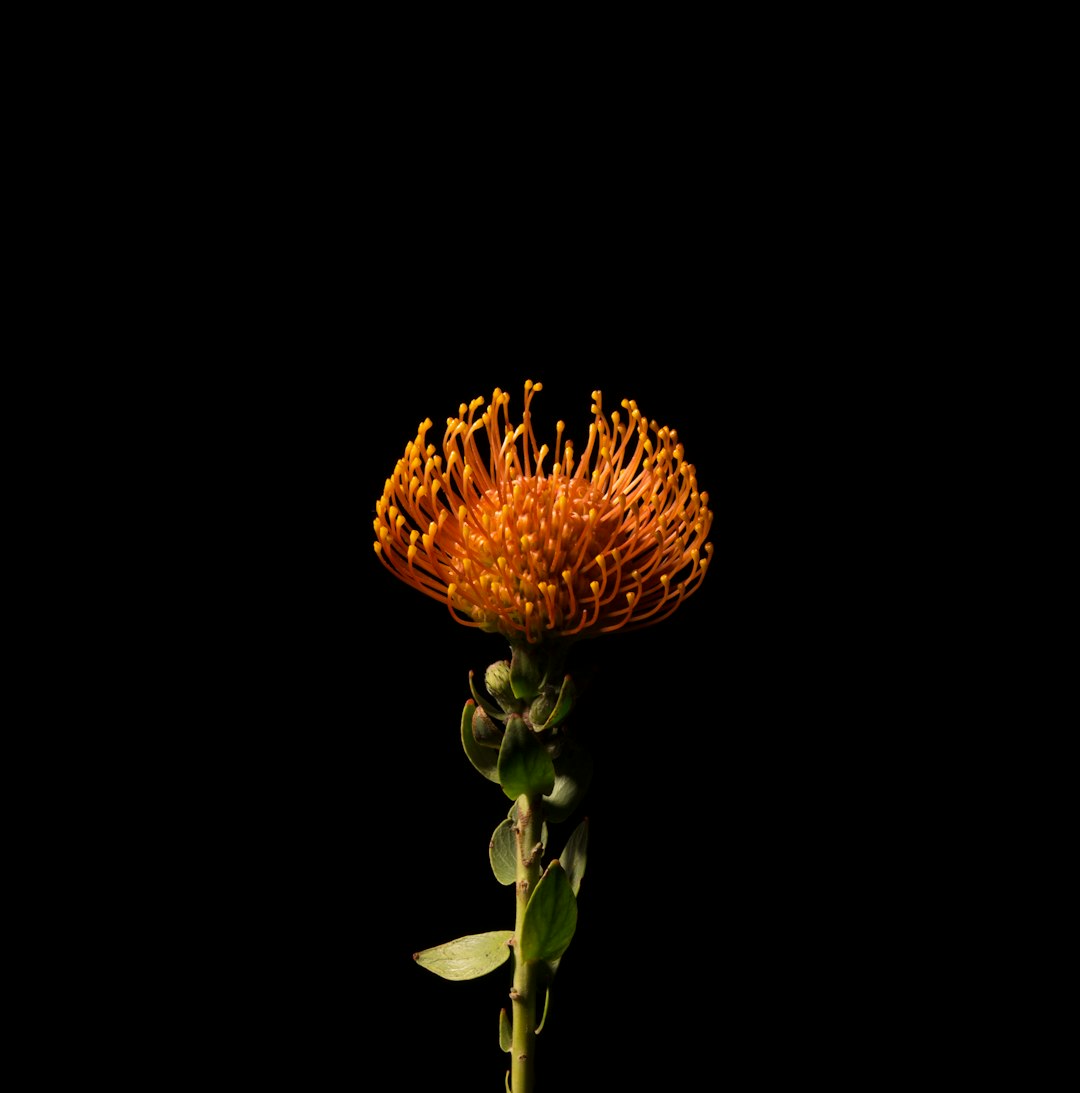 Bulbine orange