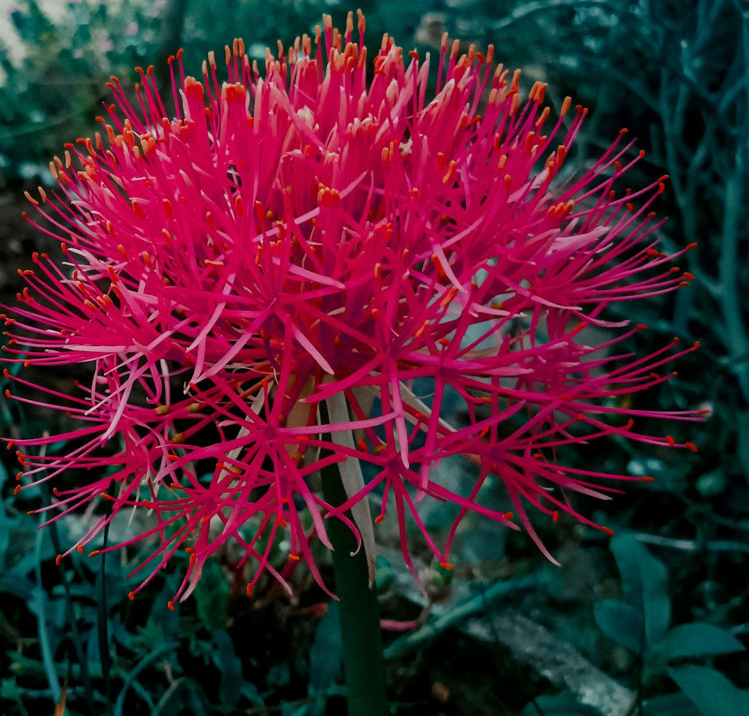 Scadoxus rouge