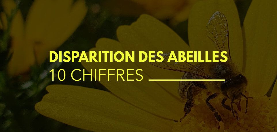 La Disparition des Abeilles en 10 Chiffres