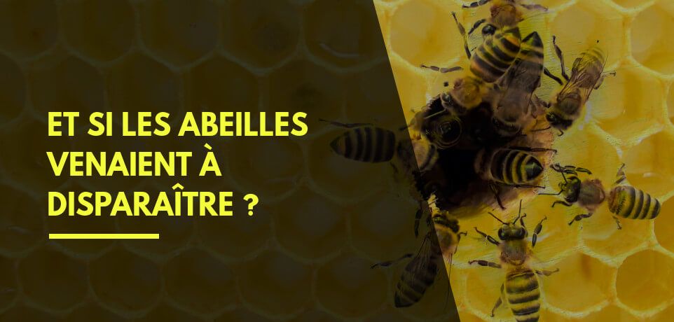Et si les Abeilles Venaient à Disparaître ?