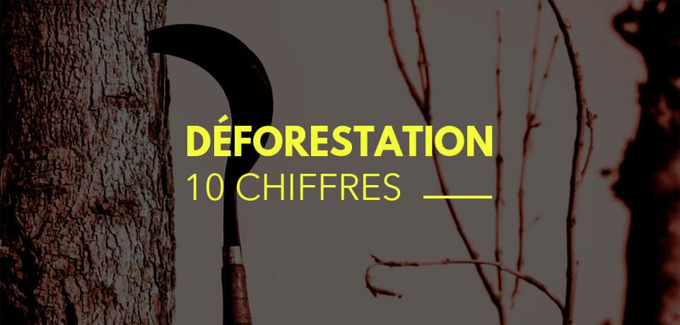 10 Chiffres sur la Déforestation en France (et son évolution)