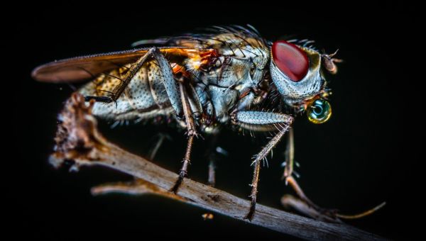 How can I get rid of the flies in my restaurant?