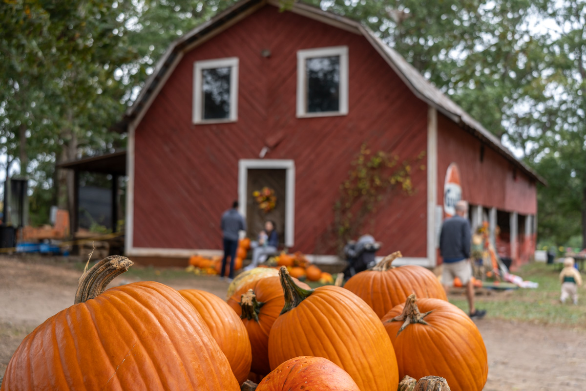 Pumpkins gathered in front of a red barn during fall