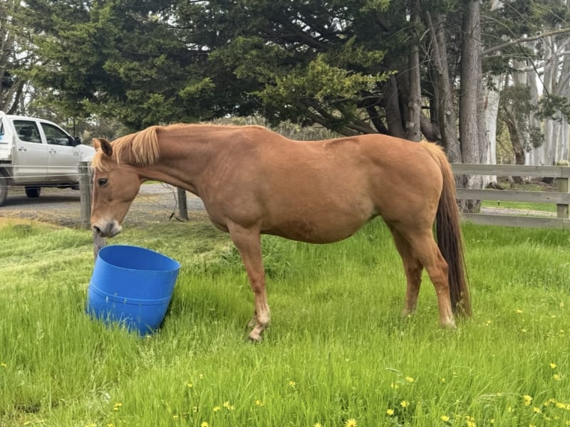 Fillies Syrah 