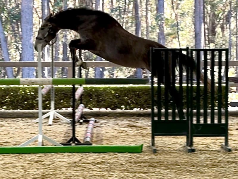 SJF Cassowary