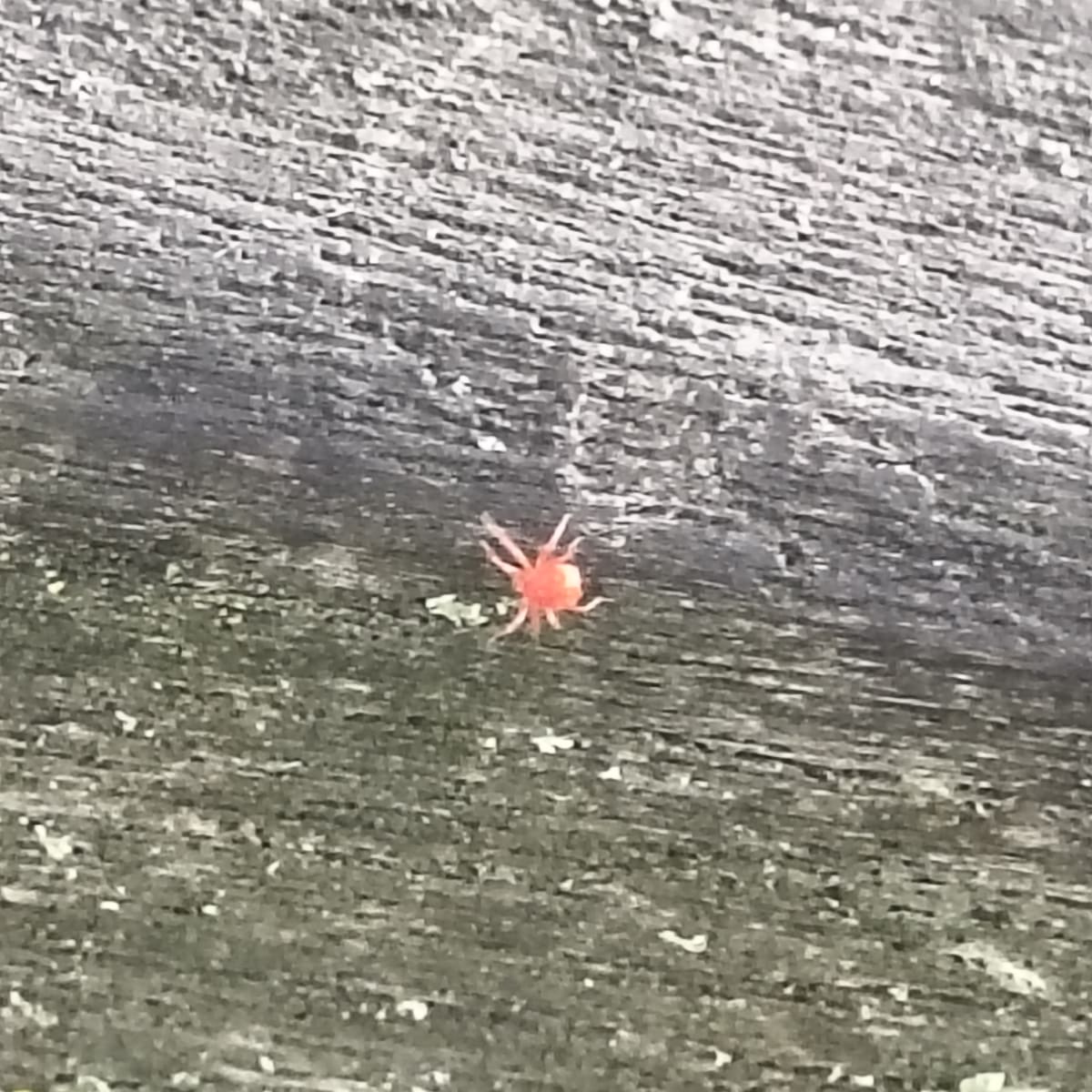 observation photo