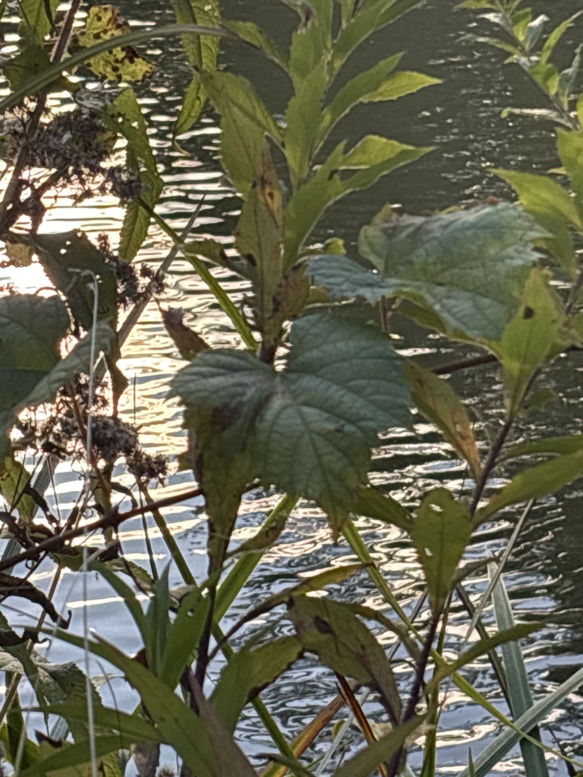 observation photo