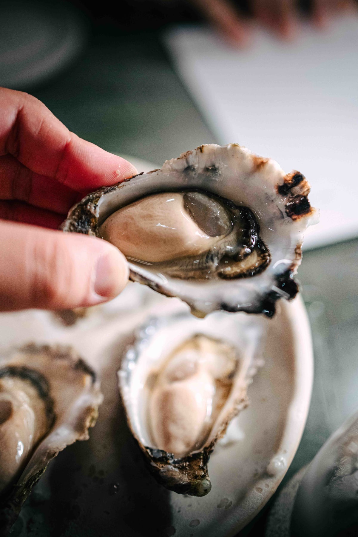 Saint Peter, Sydney: an oyster lifted in its shell