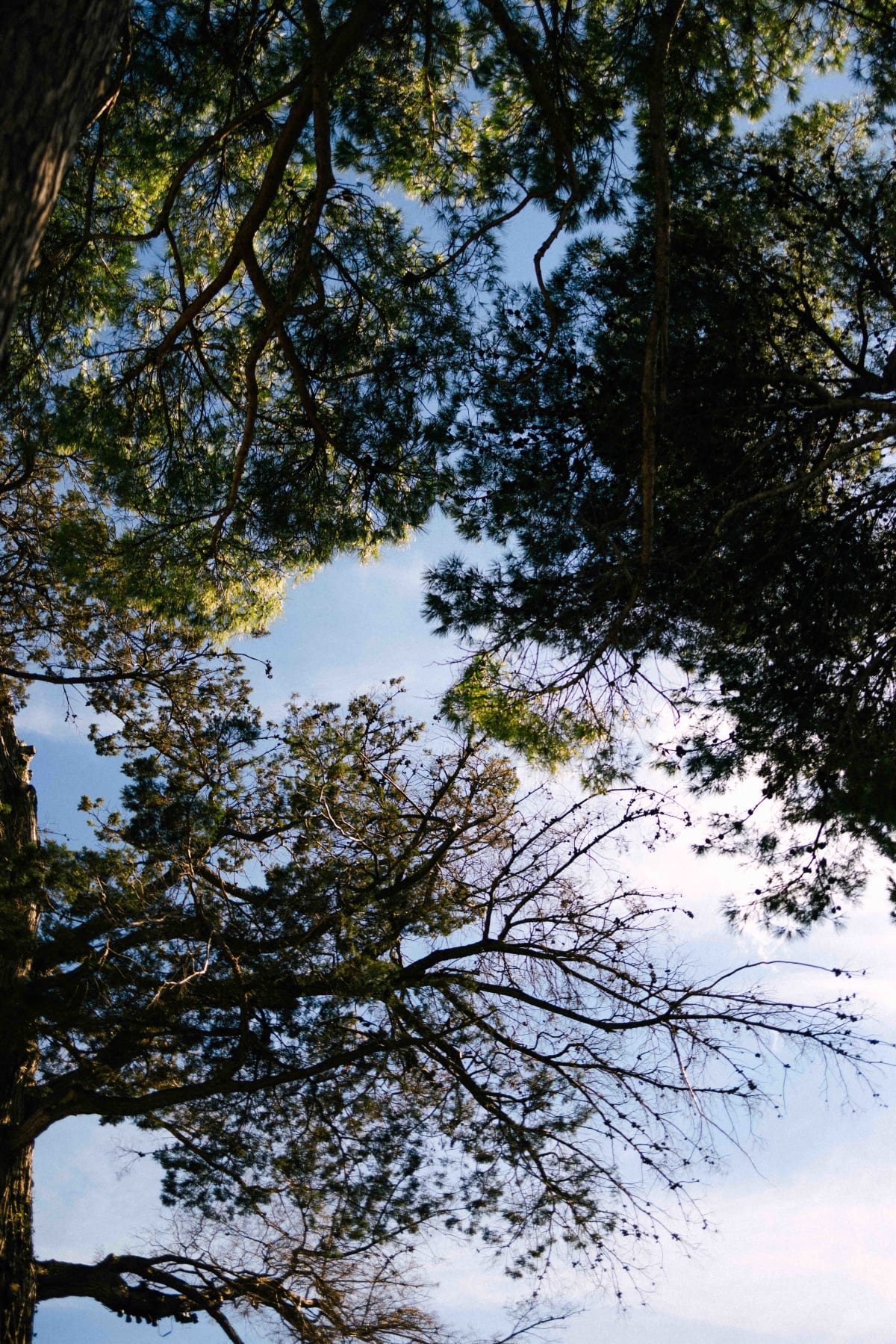 La Terrasse, Saint-Tropez: the sky through the umbrella pines