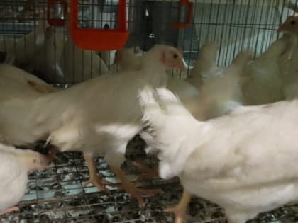 «Один цех очищен»: сахалинская птицефабрика отчиталась о проведенных мероприятиях