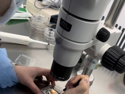 В феврале 2024 года на свет появится ребенок, впервые зачатый путем ЭКО на Сахалине