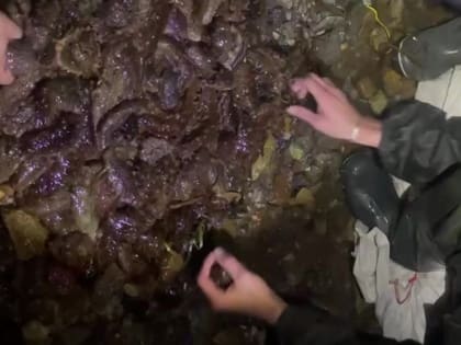 На Сахалине задержаны браконьеры, добывшие более 5000 трепангов