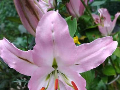 Работаем, засучив рукава. Чем следует заняться на дачных участках в эти сентябрьские дни?