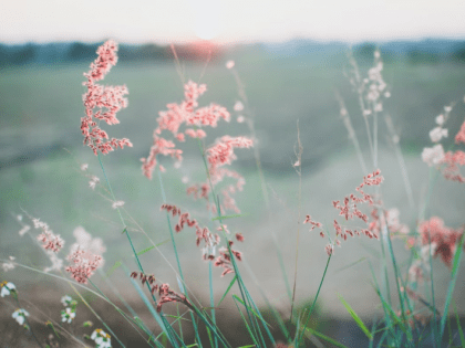 Значительное потепление — прогноз погоды на Сахалине и Курилах 8 июля