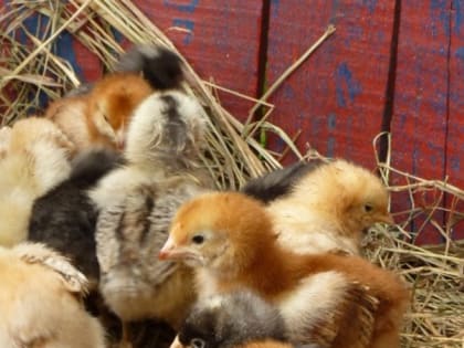 Народные приметы на Пасху 16 апреля — что нельзя делать в этот день