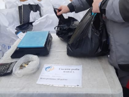 Стартовала продажа сахалинской наваги по сниженной цене