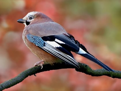 Церковный праздник на 11 декабря 2023 года: народные приметы на Сойкин день