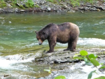На Сахалине в туше убитого в Долинске медведя нашли опасного инфекционного возбудителя