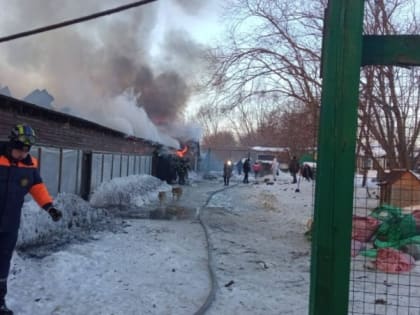 Губернатор прокомментировал пожар в крупнейшем на Сахалине приюте для животных
