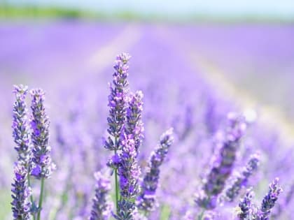 Церковный праздник 1 июля — что нельзя делать в этот день, приметы