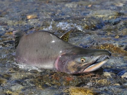 В число лучших волонтерских инициатив в РФ вошел экологический проект "Сахалинский лосось"