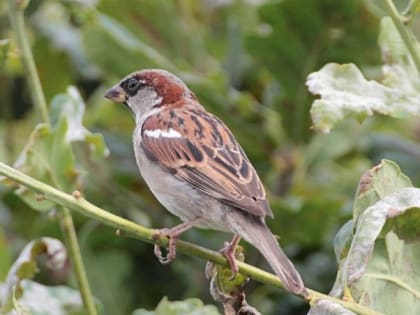 Народные приметы на 8 июня - что нельзя делать в Карпов день