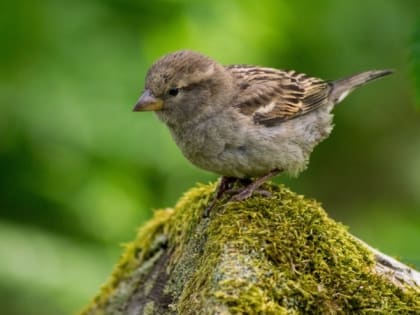 Народные приметы на 2 мая — что можно и нельзя делать на Ивана Ветхопещерника