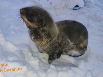 В фонде «Зеленый Сахалин» рассказали о необычном поведении заблудившегося тюленя