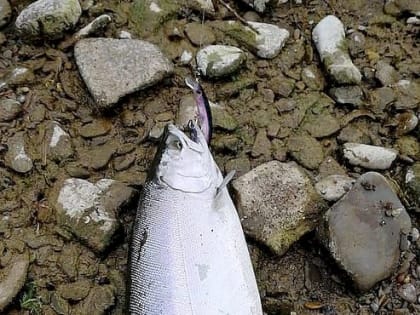 НА САХАЛИНЕ СТАРТОВАЛА ЛОСОСЕВАЯ ПУТИНА 2024 ГОДА