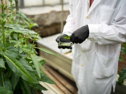 Минсельхоз сократит срок предоставления госуслуги по регистрации пестицидов