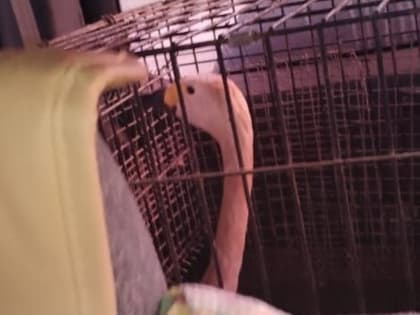 Раненый на Сахалине краснокнижный лебедь скончался на руках у волонтеров