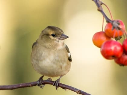 Народные приметы на Лукерью Комарницу и церковный праздник 26 мая