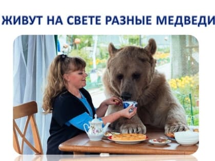 Живут на свете разные медведи