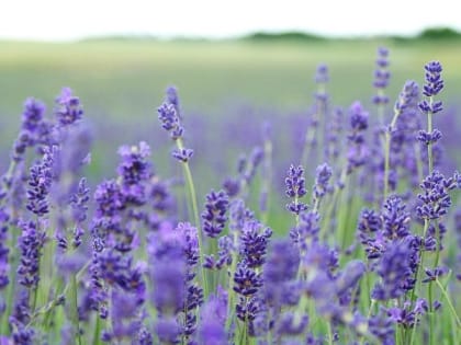 Церковный праздник 3 июля: что нельзя делать в день священномученика Мефодия, приметы