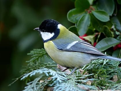 Народные приметы на 5 июня — что нельзя делать в день Святого Духа или Духов день