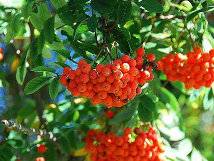 Церковный праздник 6 сентября — явление Пресвятой Богородицы Сергию Радонежскому