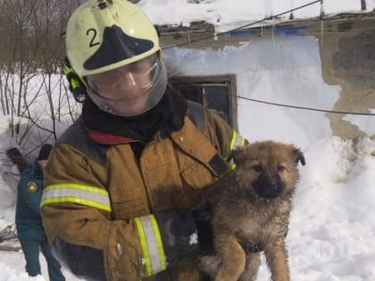 Южно-сахалинские пожарные спасли из горящего дома трех щенков